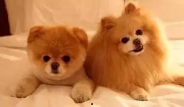 狗专家被爆料是哪一集视频,揭秘视频曝光背后的真相